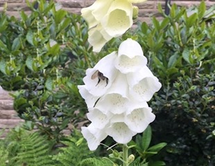 Digitalis purpurea ' sutton's apricot'