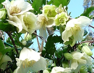 Clematis cirhossa 'Wisely Cream' credit Dericks-Tan