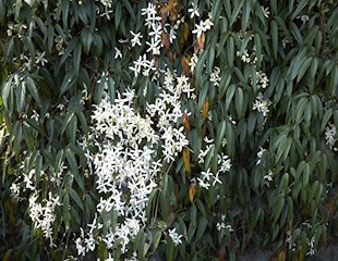 wonderful evergreen foliage on clematis armandii