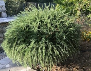 Trailing Rosemary Salvia rosmarinus Prostrata growing in Rutland