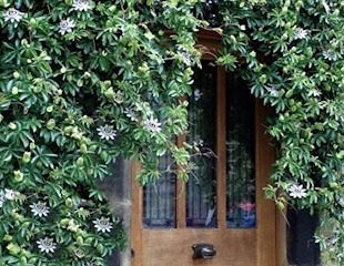 417x500 passion flower round door 310