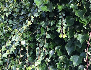 Hedera Helix