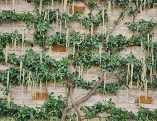 Wall trained Garrya elliptica