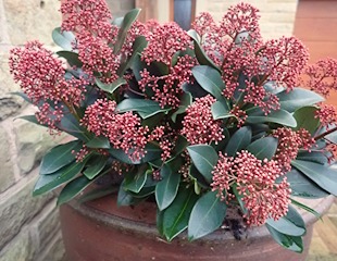 pink buds on skimia japonica rubella