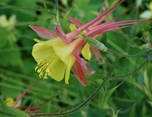 delicate pink and yellow flowers of Aquilegia formosa