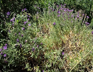 overgrown aubretia with bald patch