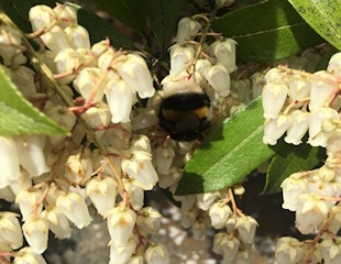 Bee on white Pieris flowers