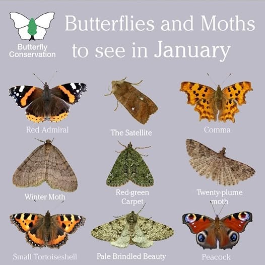 Butterfly conservation information about butterflies to seen in January