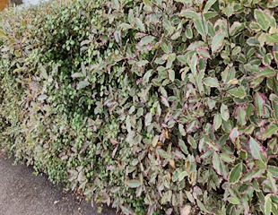 pittosporum tennifolium hedge