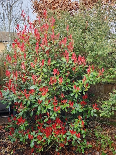 Photinia red robin growing in garden with lovely red new foliage