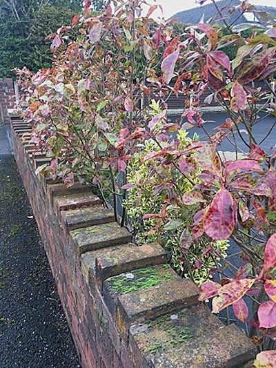 Sickly looking Photinia Red robin suffering from leaf spot