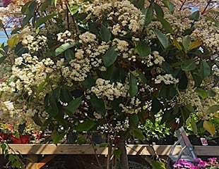 flowering photinia