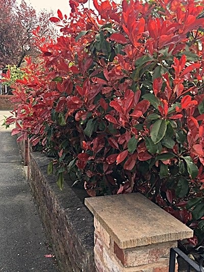 Healthy looking Photinia 'Red Robin' Hedge