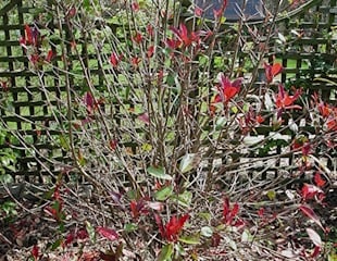 Look no leaves lack of water causing leaf drop on Photinia