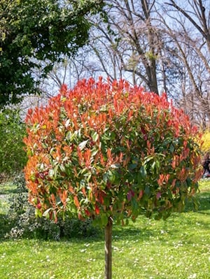 Growing Photinia as a Standard
