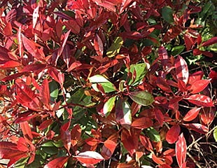 photinia red robin