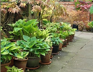 Hostas in shadey courtyard garden ( NGS Leicestershire Hedgehog Hall)