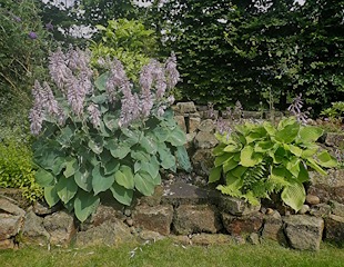 Some varieties of Hosta get  very large