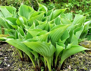 Attractive Hosta leaves emerging in spring