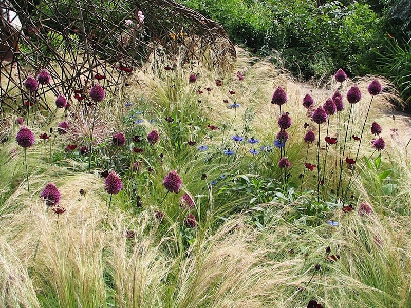 sensory planted of grasses and alliums