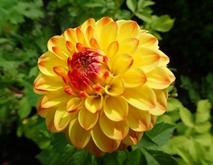waterlily Dahlia