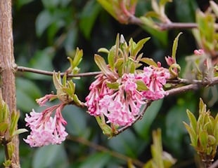 Viburnum x botnantense 'Dawn'