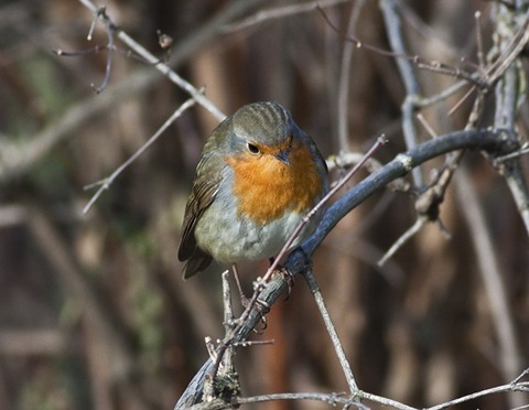 Robin the gardener's friend