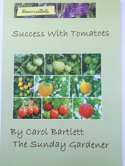 growing tomatoes