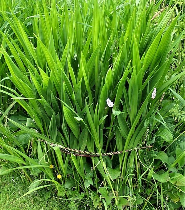 How to stake Crocosmia