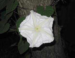 Ipomoea_alba270483816 wiki with link 