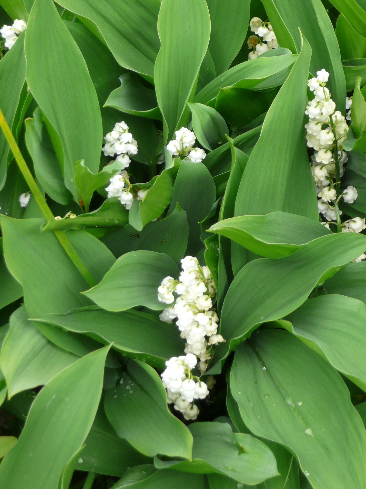 White and peach daffodils