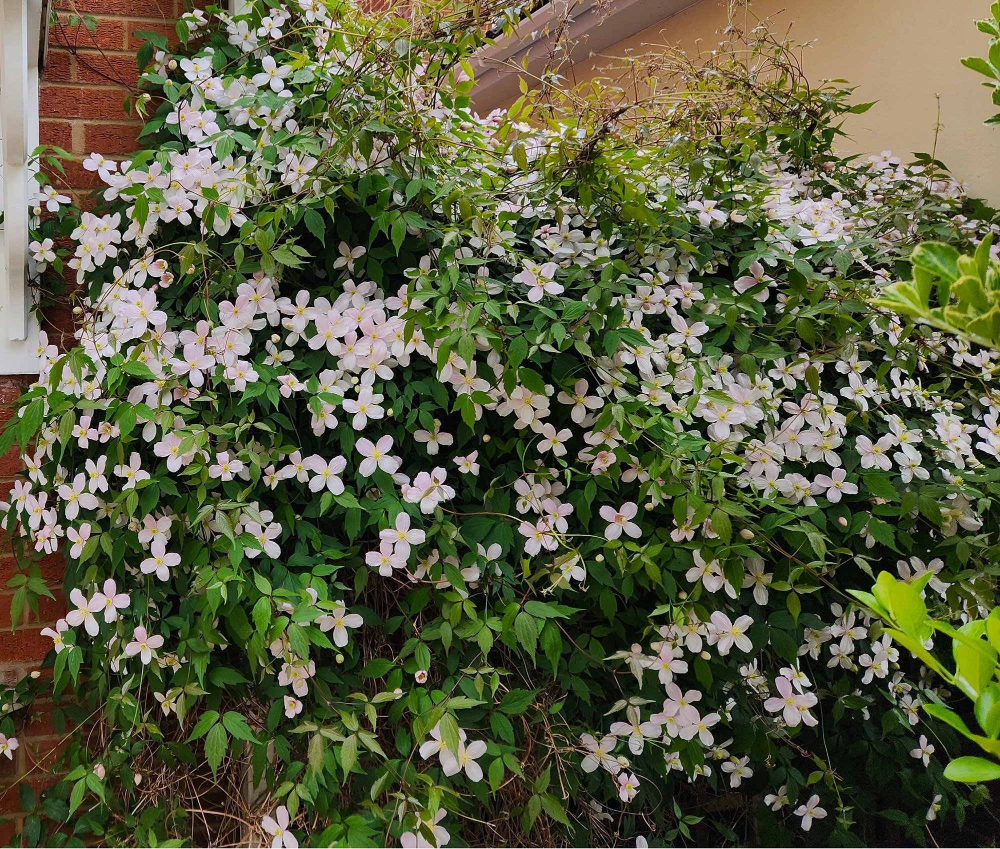 Clematis montana growing over house wall