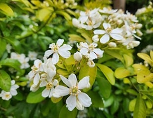 long flowering Choiysa