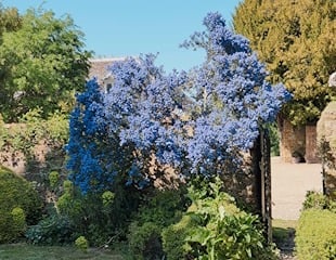 Ceanothus growing at NGS garden Goadby Marwood Hall, Leicestershire
