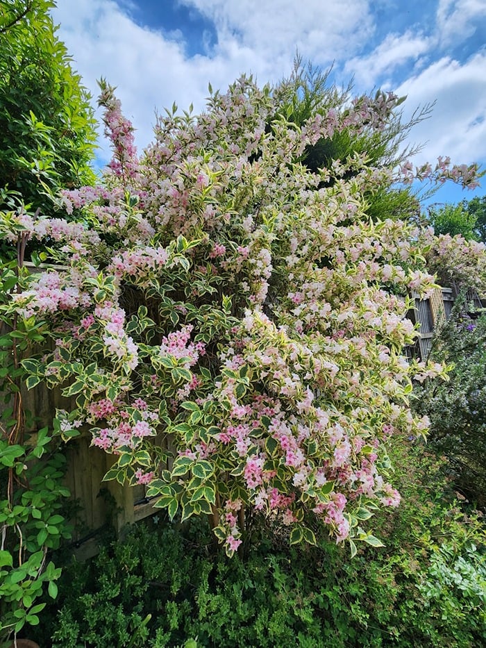pink flowering variegated Wiegela