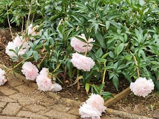 unstaked peony