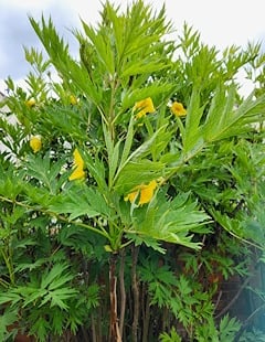 Yellow Tree Peon in flower
