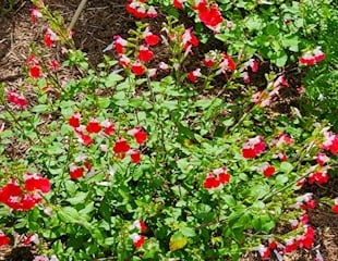 Salvia hot lips with bright red and white flowers