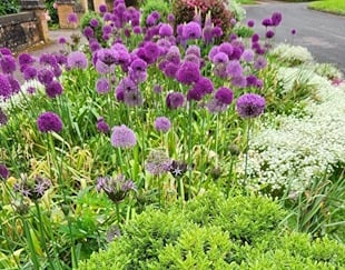 Allium in garden setting