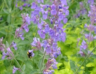 lovely bright blue flowers of Nepeta with bees