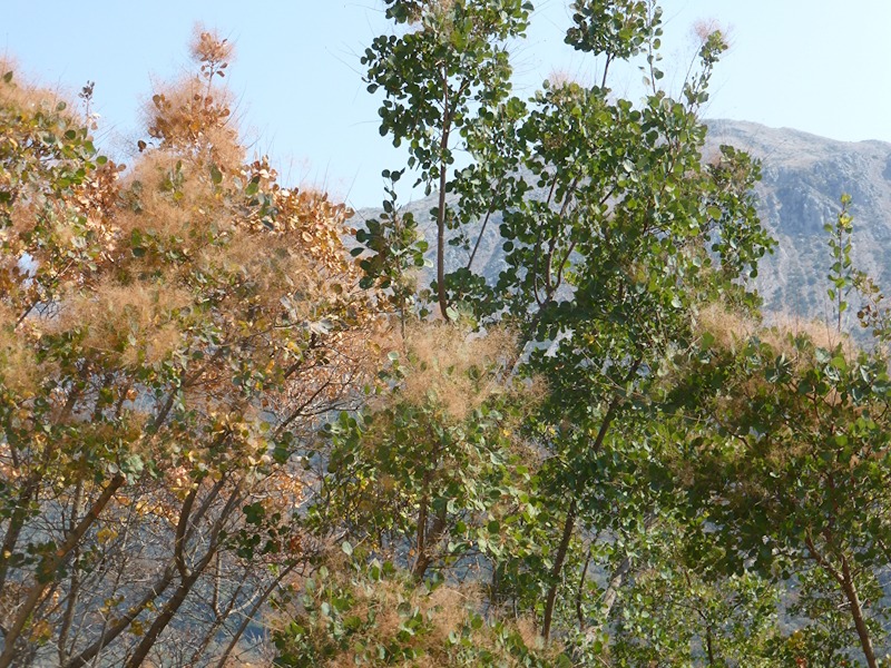 Cotinus greek  hillside 2.jpg