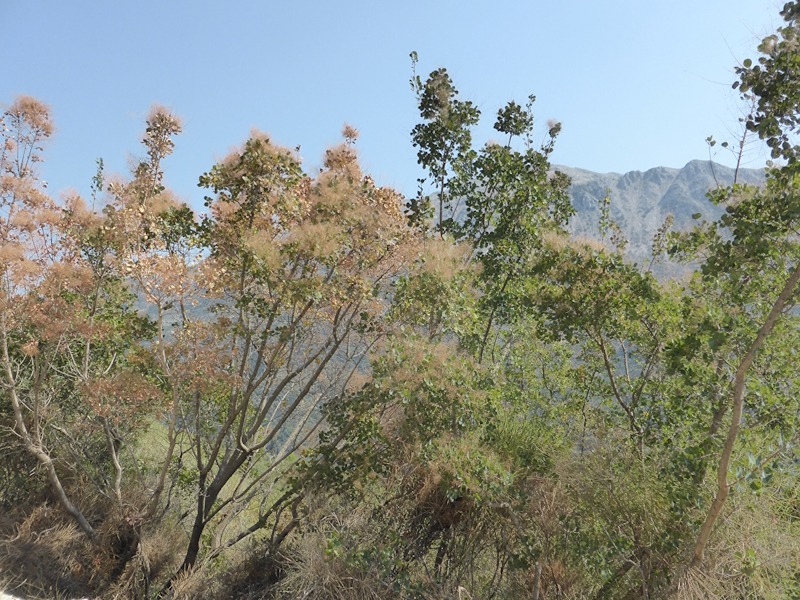 Cotinus greek hillside 3.jpg