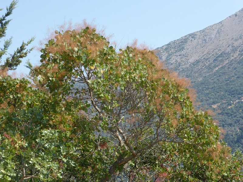 Cotinus greek hillside 1.jpg