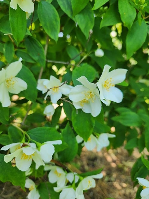 philadelphus in Kelmarsh gardens