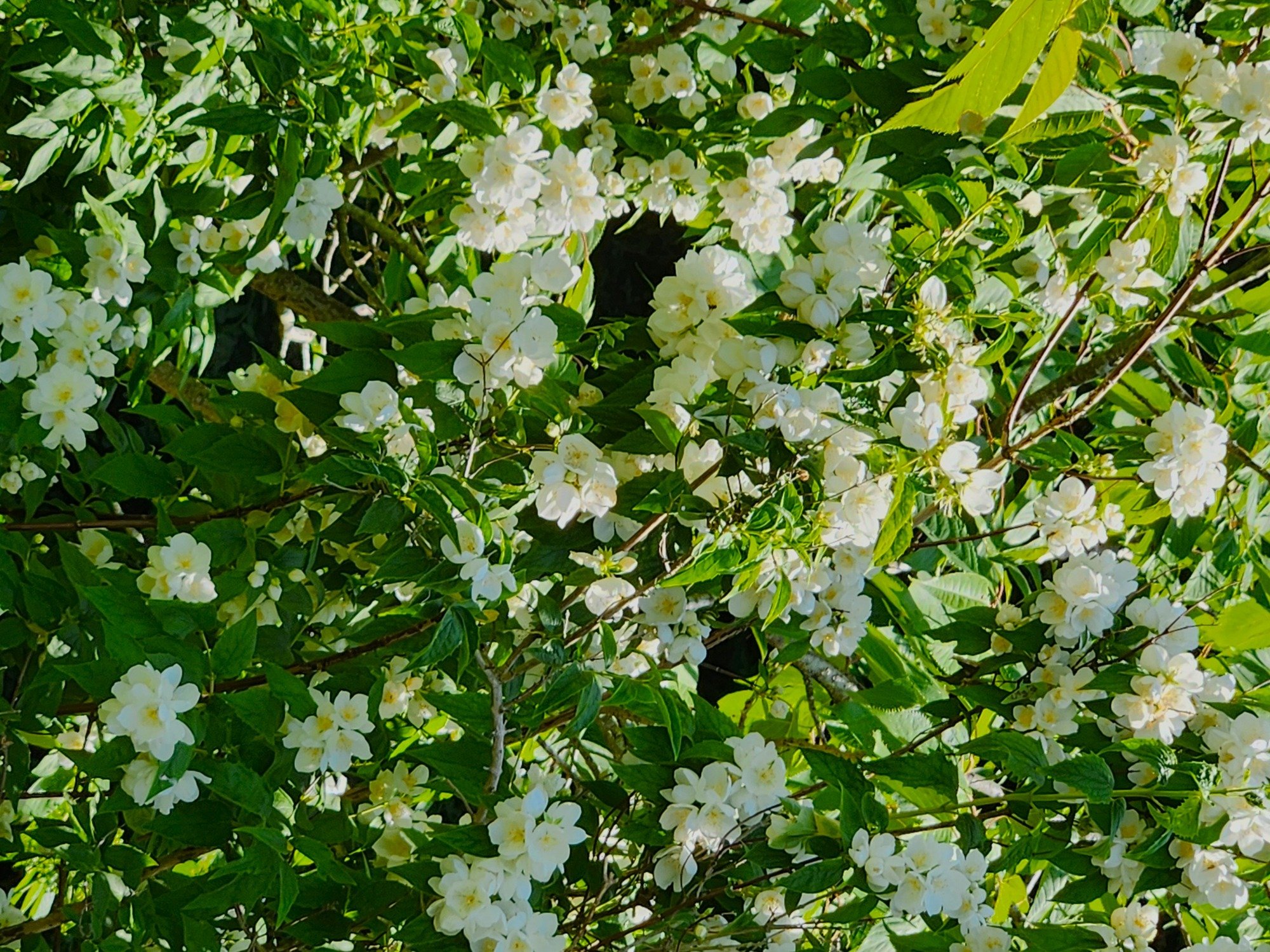philadelphus in Kelmarsh gardens