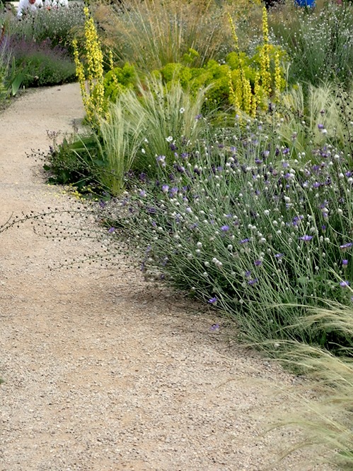 Verbascum with grasses