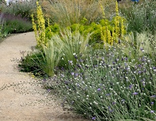 Verbascum phoeniceum 'Violetta' purple mullein