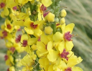 bright yellow verbascum