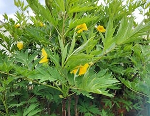 yellow tree peony
