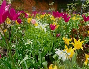 tulip display at Westbrooke house.jpg 310.jpg